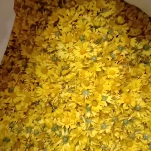 上林县菊花