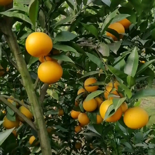 重庆市柑橘