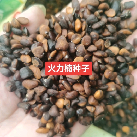 九江火力楠种 又名醉香含笑种子 新种子价格 产地批发
