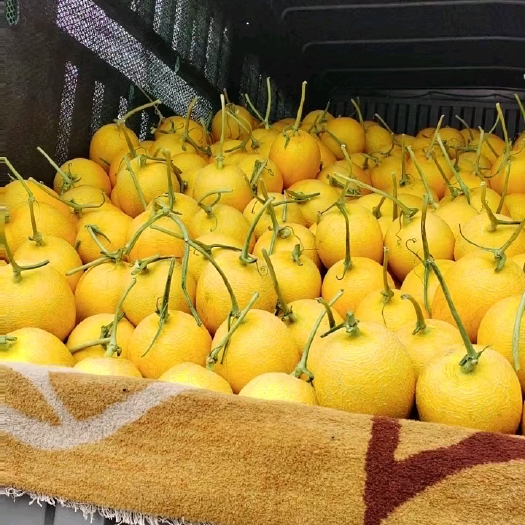乐东县凤金6，好货