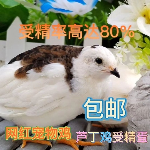 哈尔滨芦丁鸡德系网红迷你宠物芦丁鸡蛋礼服受精蛋卢丁鸡活体批发