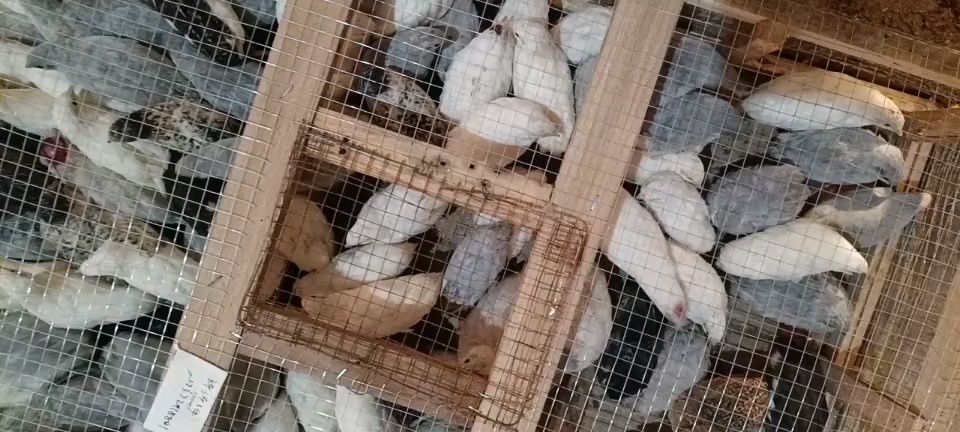 新沂市芦丁鸡批发欢迎询单，价格超低，常年有货