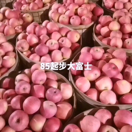 绥中县富士苹果