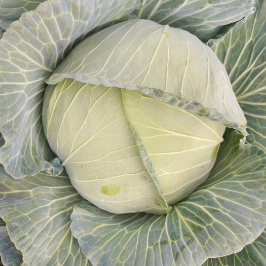 昆明平包菜