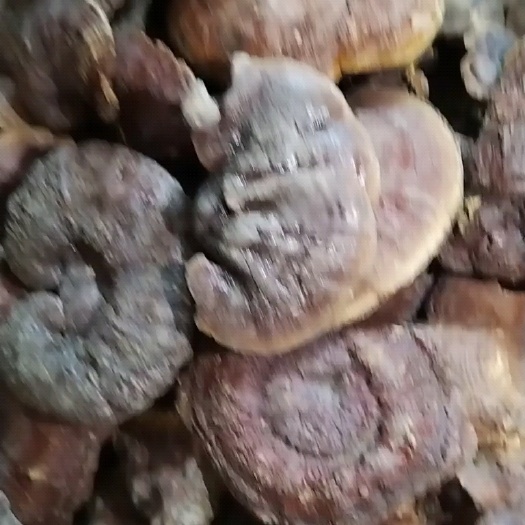 昆明云南赤灵芝