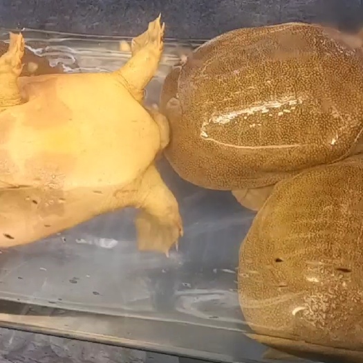 北京斑鳜