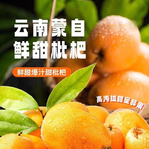 云南蒙自高原枇杷孕妇新鲜净重整箱大果当季水果现摘现发鲜水果