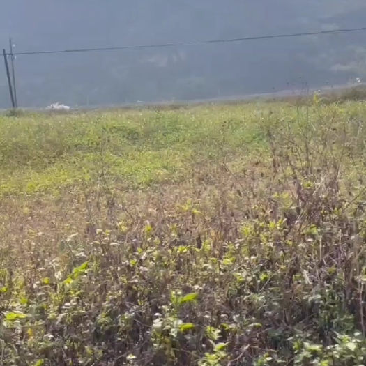 百色广西百色5000亩标准农田出租 有补贴400 租金150一亩