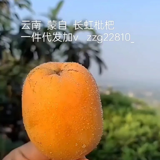 蒙自市云南蒙自枇杷新鲜水果枇杷南方当季五星枇杷大果应季孕妇整箱