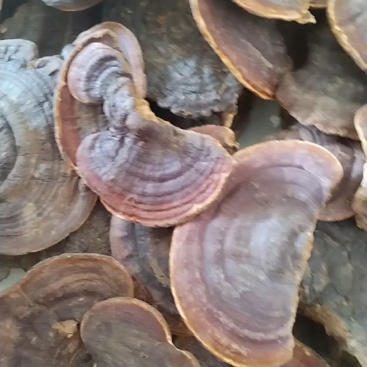 昆明赤灵芝无柄赤灵芝
