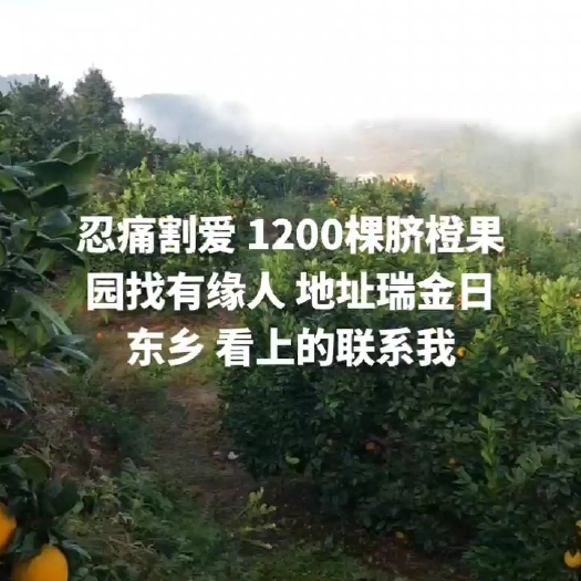 瑞金市江西瑞金日东乡脐橙果园转让