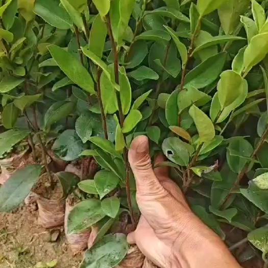 九江油茶(长林序列) 油茶袋苗、杯苗都有现货供应，欢迎来电咨询