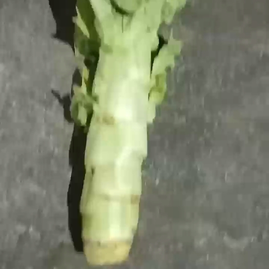 精品莴笋大量有需要有需要的老板请联系财富热线