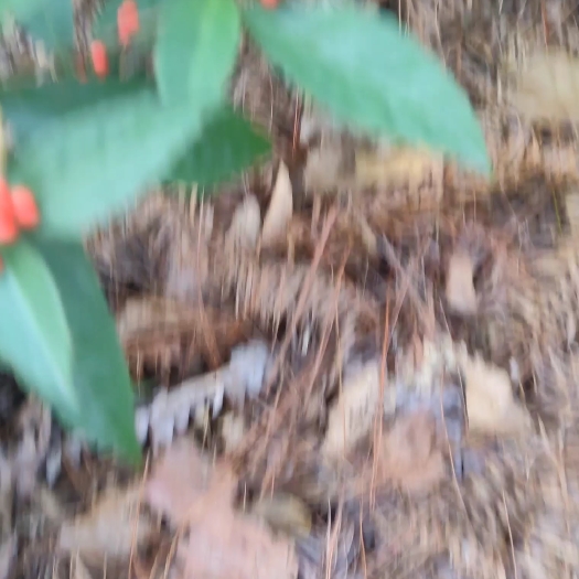黎平县草珊瑚，要做盆栽园艺种植的请详谈，要做药材可直接拍下