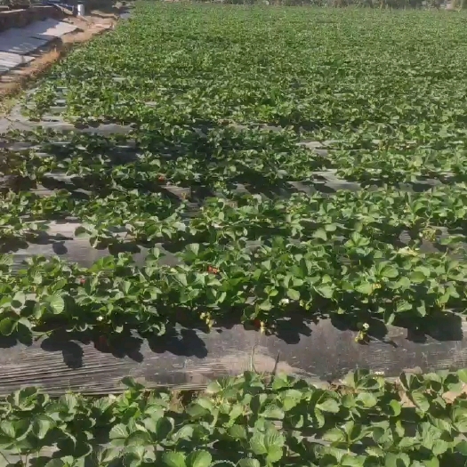 广州新鲜草莓