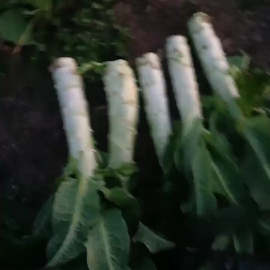 贺州窝笋