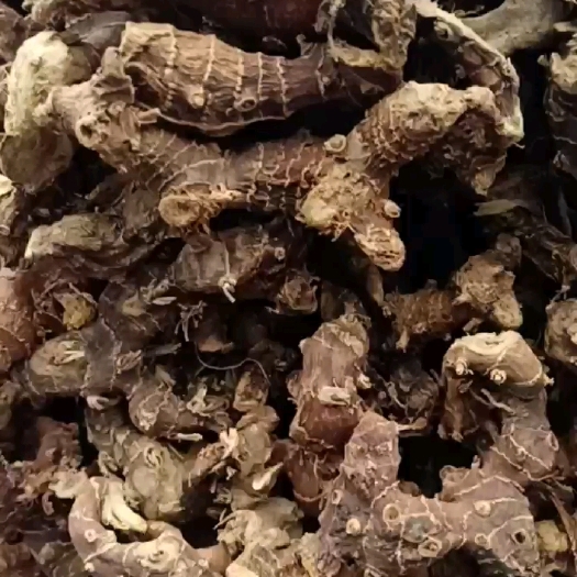 灵山县大良姜