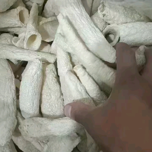 大方县大方冬荪