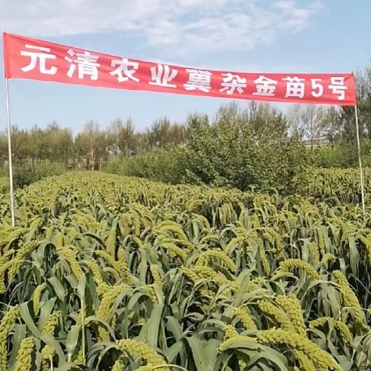 产量高，密植优，适合机收，不掉穗