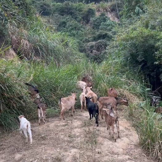 闽侯县闽侯山区本地山羊