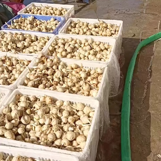 韶关茨菇产地直销欢迎各位老板来采购