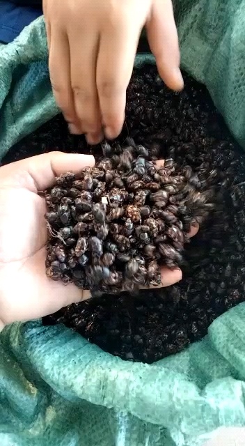 遂溪县屎壳郎