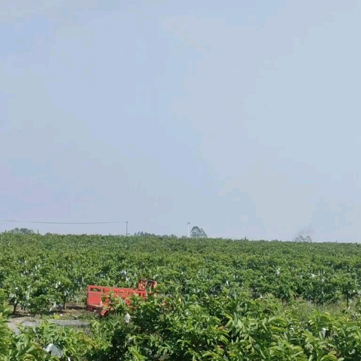 玉林供应红白心蕃石榴