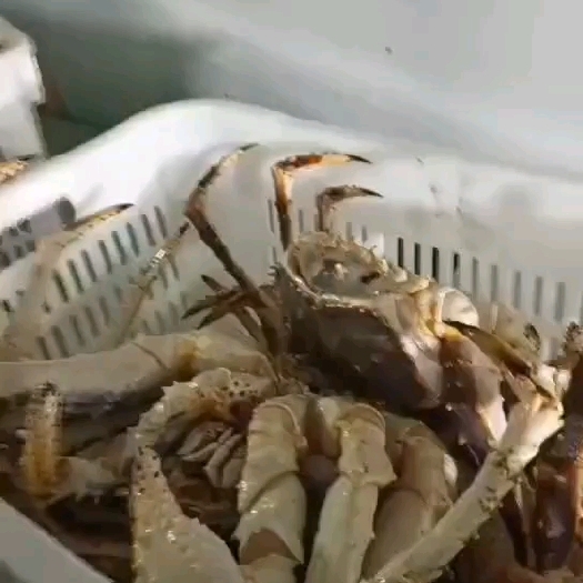 珲春市帝王蟹批发 一手货源