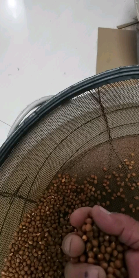 盖州市桃树种子