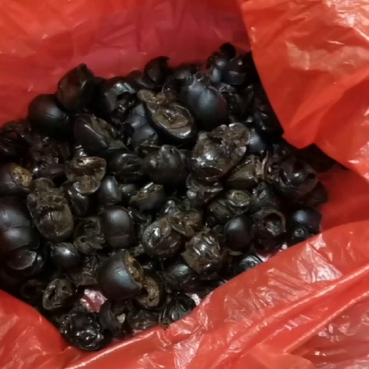 遂溪县屎壳郎