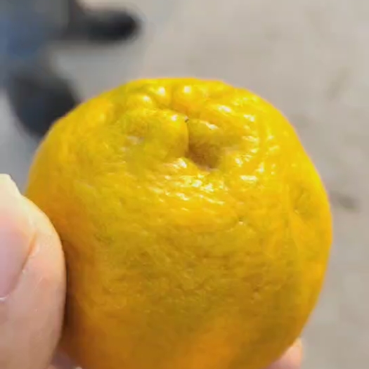重庆市耙耙柑