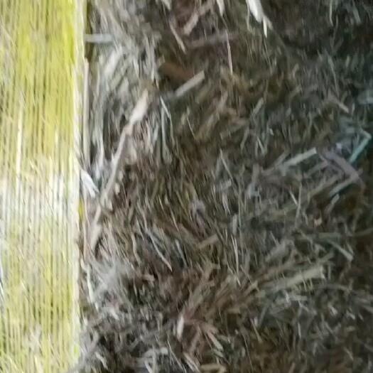 黄骅市青干草玉米秸秆