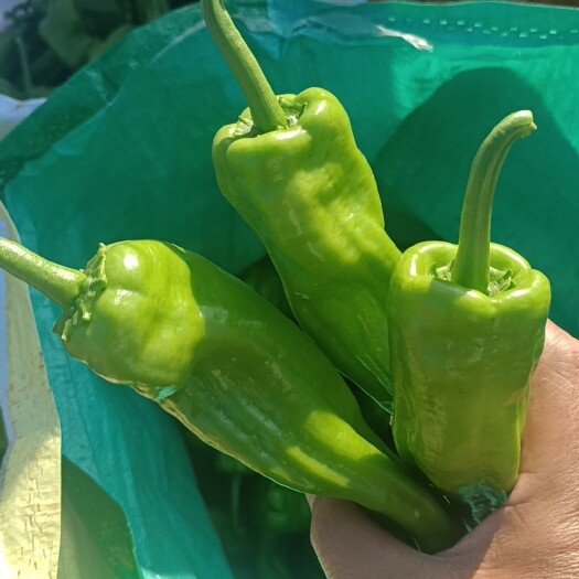 徐闻县精品芜湖椒，炮王，苏椒，薄皮椒，看中的来1397771067
