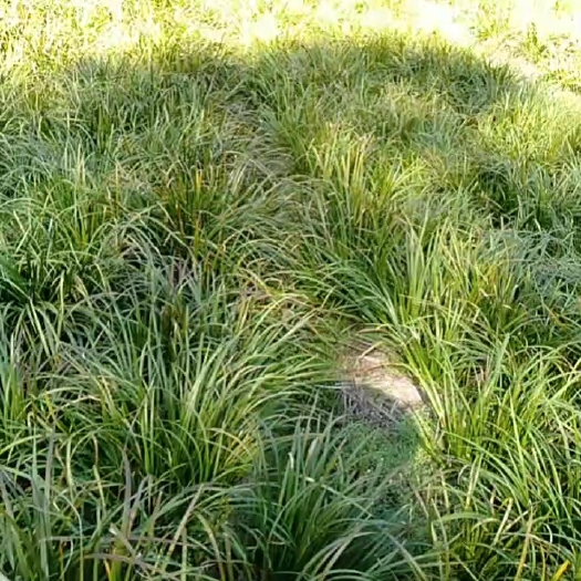 岳西县大别山优质石菖蒲