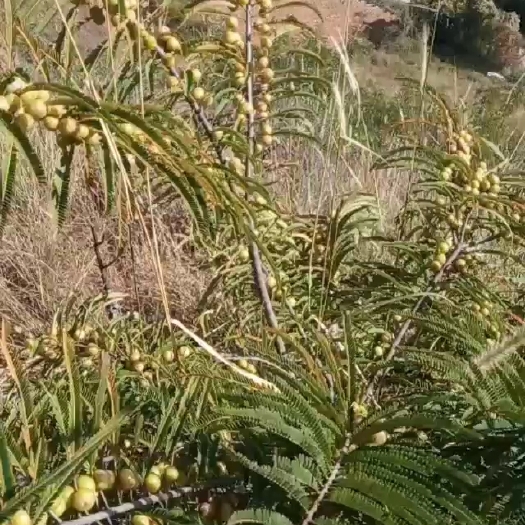 昆明野生橄榄