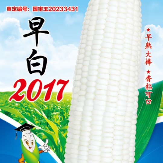 早白2017极早熟69天白糯玉米种子