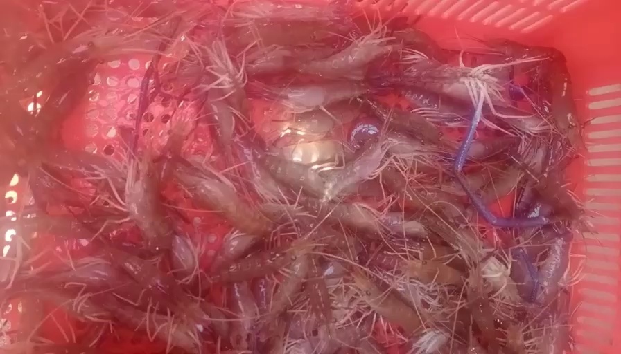 肇庆罗氏沼虾冰鲜虾有大虾
