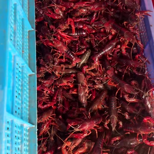 灌云县包邮小龙虾苗种虾头部抱卵青虾活体虾淡水养殖虾苗优质苗培育基地