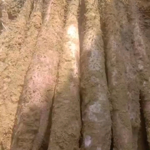 贺州广西贺州小叶红皮淮山药，欢迎全国各地客商前来收购