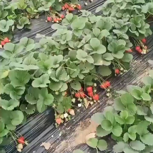 临颍县奶油草莓 10克以上