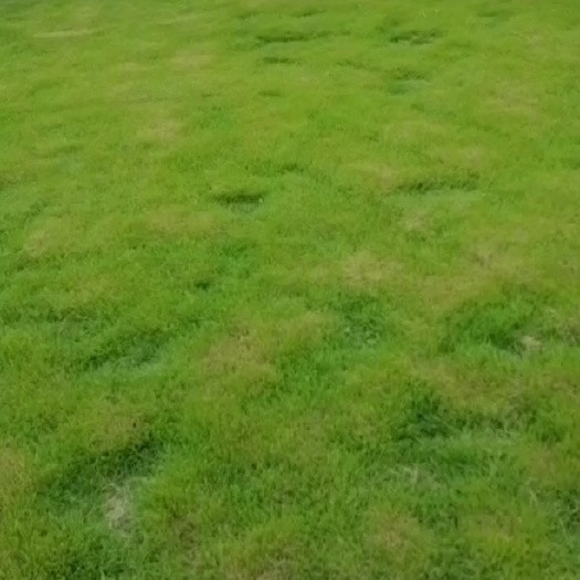 南昌百日草
