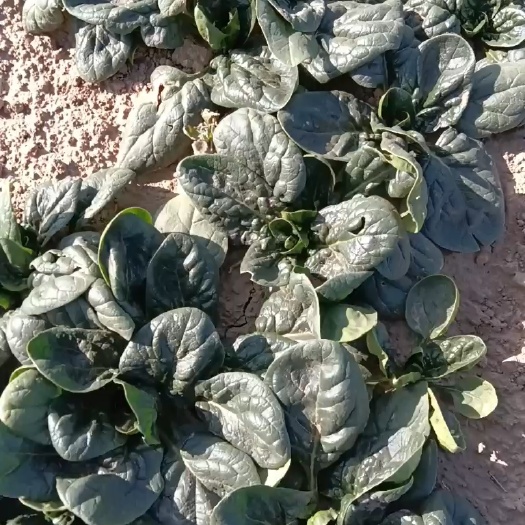 趴地小颗菠菜