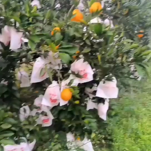 资中县春见耙耙柑