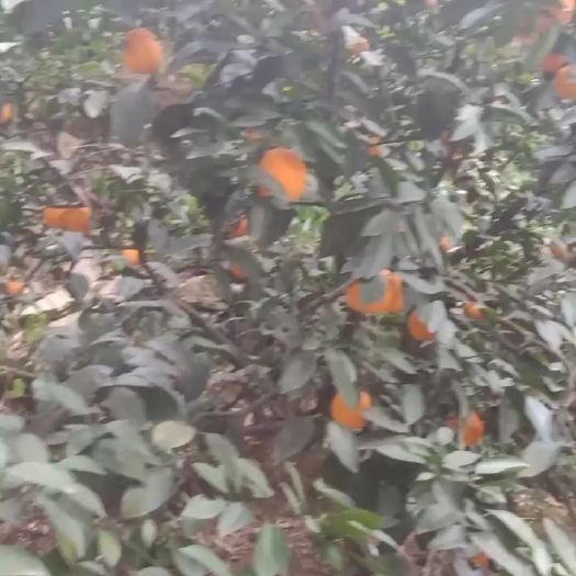 慈利县齐橙
