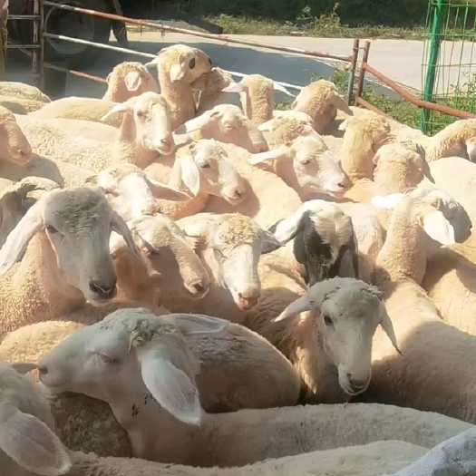 利津县活羊绵羊，细毛，新民羊，杜波