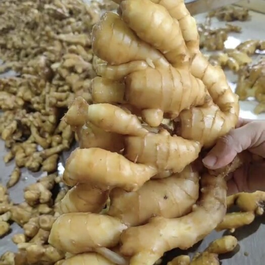 优质大黄姜，发往江苏的，老板看着都满意