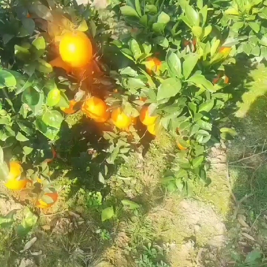 澧县纽荷尔