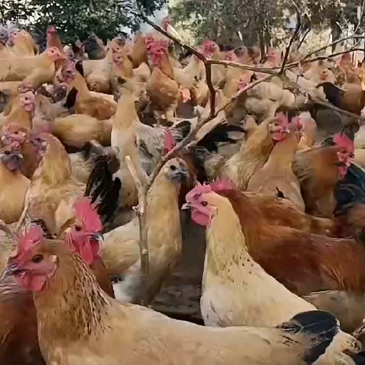 崇仁县黄羽青脚土鸡，含20%黑肉鸡
