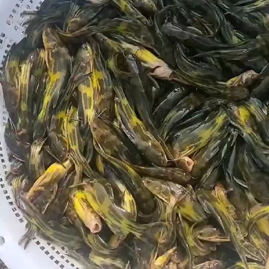 灌云县黄颡黄骨鱼黄辣丁淡水冷水小鱼苗活体耐活好养鱼塘养殖易活小型鱼