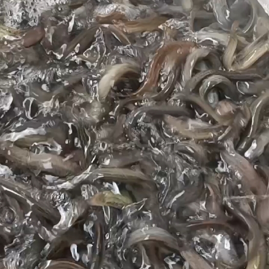 灌云县改良杂交泥鳅苗小泥鳅苗本地青鳅苗东北金鳅水花鲜活养殖
